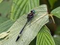 Brechmorhoga pertinax (Masked Clubskimmer) male-3.jpg